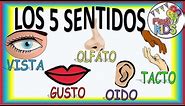 LOS 5 SENTIDOS PARA NIÑOS RENOVADO! THE FIVE SENSES FOR CHILDREN NEW!
