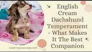 English Cream Dachshund Temperament What Makes It The Best Companion