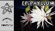 Epiphyllum || Everything You Need to Know || care, water, fertiliser, pruning, problems, avoid spots