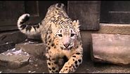 Snow Leopards: Up Close and Purrrrrrrsonal