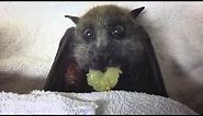 Pregnant Bat Refuses To Die So That Her Baby Can Grow Up Happy | The Dodo