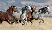 Mustangs: Facts About America's Wild Horses
