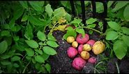 How to Plant, Grow, & Harvest Potatoes Organically from Start to Finish!