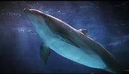 Oltremare - I delfini, l'uomo, la natura - Parco tematico a Riccione