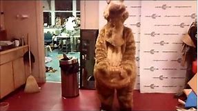 Custom Kangaroo Mascot Costume Brockton Rox