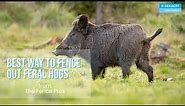 Learn the BEST Fencing out Feral or Wild Hogs
