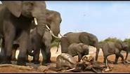 Elephants Mourn Their Dead | BBC Studios