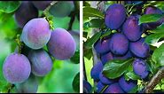 How to Plant Plums: Easy Fruit Growing Guide