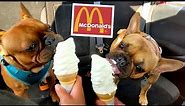 Funny Dogs Getting ICE CREAM CONES!