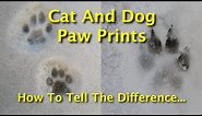 Cat And Dog Paw Prints: How To Tell The Difference Between Canine And Feline Tracks