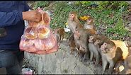 Feeding a group of monkey Bakery items cake bread buns || A real man feeding group of monkey