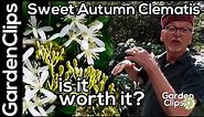 Sweet Autumn Clematis - Is it worth the risk? - Growing fall blooming Clematis - Clematis terniflora
