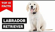 Labrador Retriever - Top 10 Facts