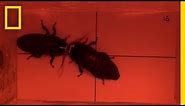 Cockroach vs. Cockroach: Watch How These Insects Fight For Love | National Geographic