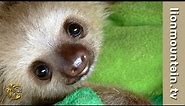Cutest Baby Sloths EVER!