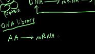 DNA libraries & generating cDNA