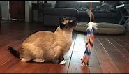 One feather toy Two Siamese Munchkin Cats