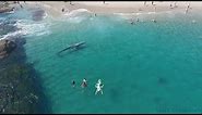 Whale visits beachgoers in Laguna Beach