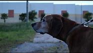 RHODESIAN RIDGEBACK - The Best Dogs On Earth