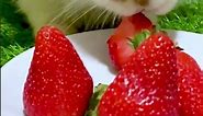 bunny eating strawberry