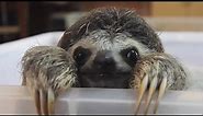Adorable Sloth Compilation!