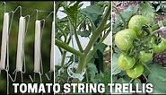 Support tomato plants with string trellis & plastic clips