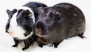 Black And White Guinea Pig Names - 250 Awesome Idea