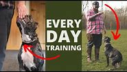 5 Dog Training Exercises You Should Do EVERY DAY At Home!