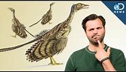 How Did Dinosaurs Evolve Into Birds?