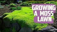 How to Grow a Moss Lawn - Low-Maintenance Grass Alternative - Growing Moss Lawn