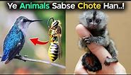 7 Smallest Animals In The World