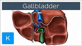 Gallbladder - Definition, Function & Location - Human Anatomy | Kenhub