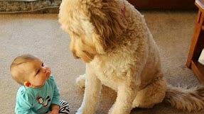FUN CHALLENGE: Try NOT to laugh - Funny & cute dogs and kids