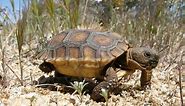 Desert Tortoise - Joshua Tree National Park (U.S. National Park Service)
