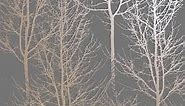 Holden Decor Rhea Zandra Trees Dark Grey / Rose Gold Wallpaper