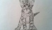 How to Draw a Realistic Cat - Drawing a Kitty Cat