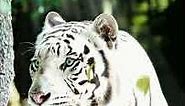 white tigers wallpaper