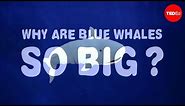 Why are blue whales so enormous? - Asha de Vos