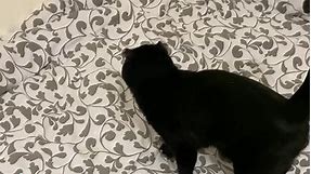 Я сделала это видео, пока кошка лежала на одной моей руке😂😂