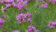 Vernonia lettermanii Iron Butterfly, Iron Butterfly Ironweed | High Country Gardens