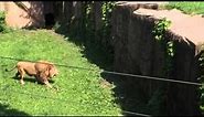 Lincolnpark Zoo lion climbing moat 6/2015