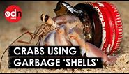 Hermit Crabs Wearing Plastic Waste Shells