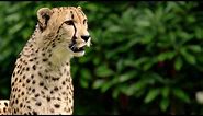 The Fascinating Reason All Cheetahs Have Spots?