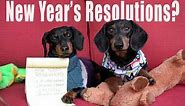 Cute Dachshunds Write New Year's Resolutions - Cute Dog Video