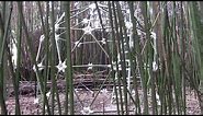 Bamboo Geodesic Dome - How to Build a Geodesic Dome with Bamboo