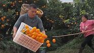 Rural farming life and harvesting orange fruit from farmers with beautiful natural orange fruit