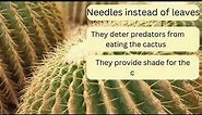 The Living World - Desert Adaptations - Cactus