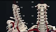 Tracking Vertebral Artery - Safe Anatomical Corridors