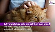 10 Facts About Orange Tabby Cats That May Surprise You