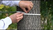 How to Measure DBH of the Trunk of a Tree - Organo Lawn